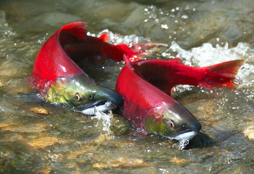 What Species Of Salmon Are In Alaska, And When Is The Best Time To Fish ...